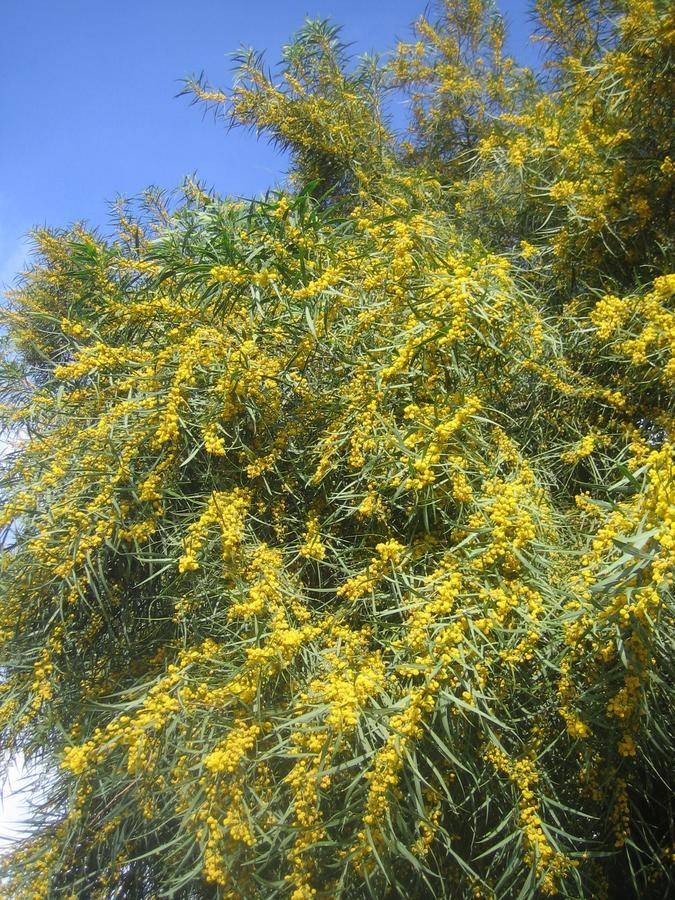 Carabeo 2000 3.1 Appartamento Nerja